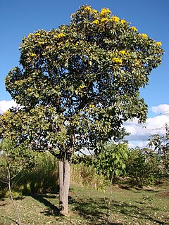<i>Tabebuia aurea</i> Species of tree