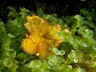 aenianotus triacanthus (Yellow leaf scorpionfish) in Caulerpa