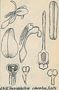 Taeniophyllum clavatum