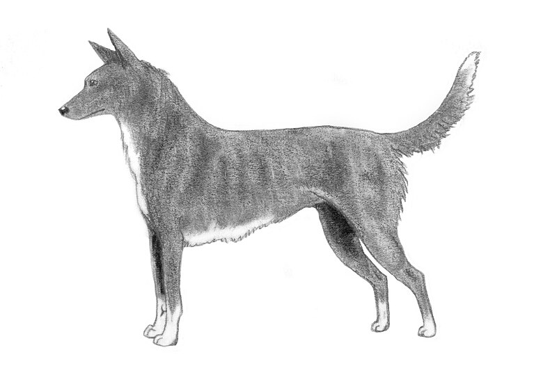 File:Tahltan bear dog sketch.jpg