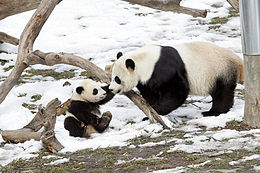 Reuzenpanda: Naamgeving, Verspreiding en habitat, Uiterlijke kenmerken