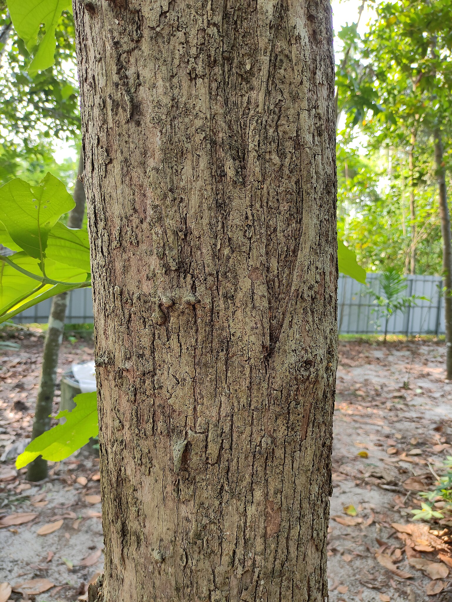 File:Teakwood Tree.jpg - Wikimedia Commons