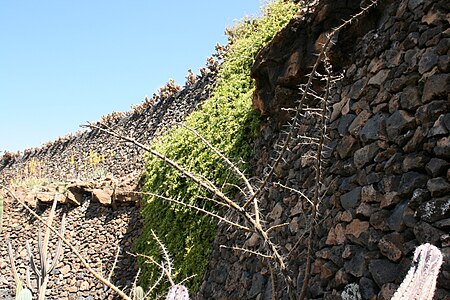 Pereskia sacharosa