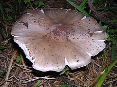 Termitomyces le-testui