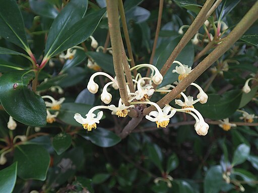 モッコク（木斛）の花,Ternstroemia gymnanthera flowers 20130628(1)