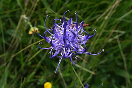 Teufelskralle (Alice Chodura)