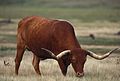 Texas longhorn cattle bull grazing.jpg