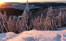 Forests of Mayavane in winter.