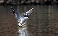 * Nomination the black headed gull in taudaha lake in winter, it is a migratory bird. By User:Prasan Shrestha --Nabin K. Sapkota 07:11, 31 March 2024 (UTC) * Promotion  Support Good quality. --Plozessor 04:41, 1 April 2024 (UTC)