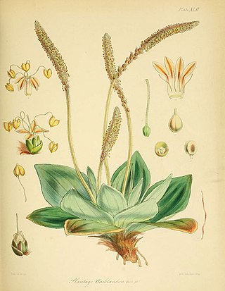 <i>Plantago aucklandica</i> Species of flowering plant in the plantain family Plantaginaceae