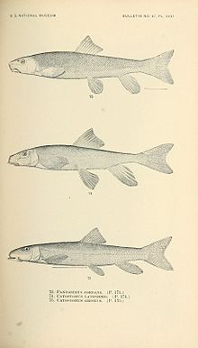 Los peces de América del Norte y Central (Pl. XXXI) (7983309822) .jpg