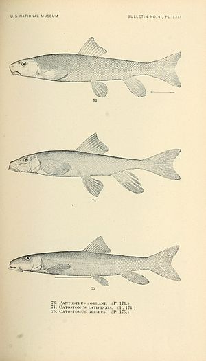 The fishes of North and Middle America (Pl. XXXI) (7983309822).jpg