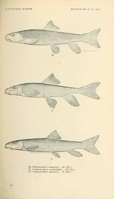 Die Fische Nord- und Mittelamerikas (Taf. XXXI) (7983309822) .jpg