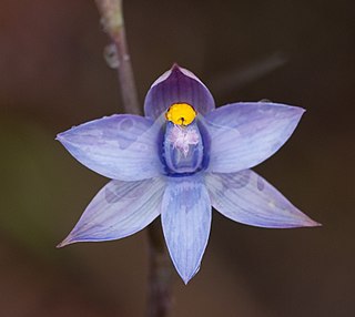 <i>Thelymitra malvina</i>