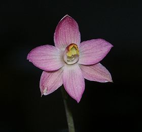 Thelymitra rubra