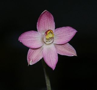 <i>Thelymitra rubra</i> Species of orchid
