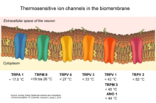 Channels shown: TRPA1, TRPM8, TRPV4, TRPV3, TRPV1, TRPM3, ANO1, TRPV2 Thermoreception 2.png