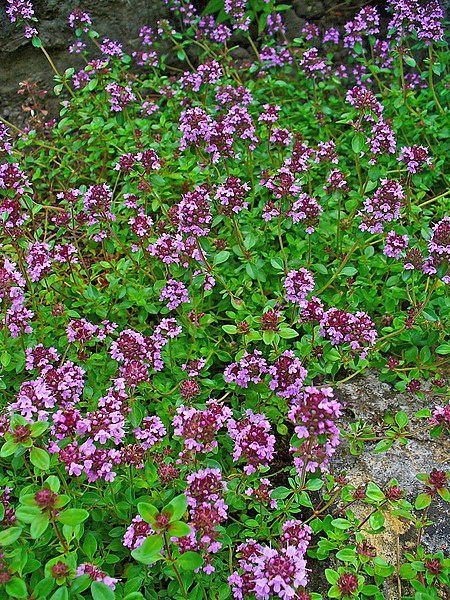 File:Thymus serpyllum 001.JPG