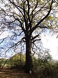 Točná - památný dub letní na okraji lesa severně od Branišovské ulice (2).jpg