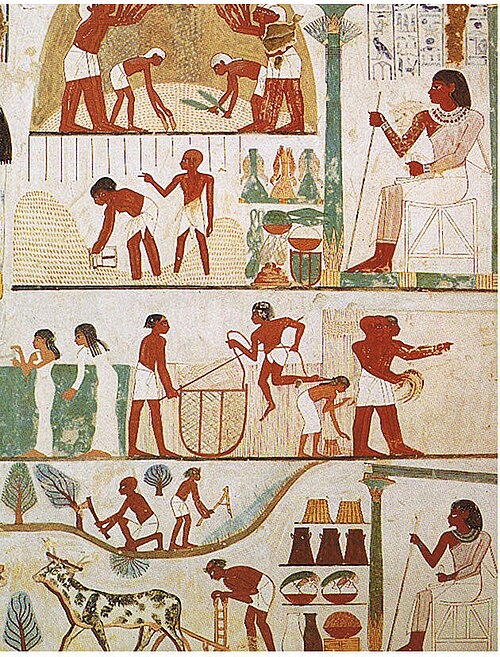 Scenes from the tomb of Nakht depicting an agricultural division of labour in Ancient Egypt, painted in the 15th century BC