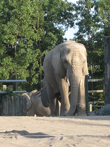 File:Toronto Zoo img 1842 (2068775288).jpg