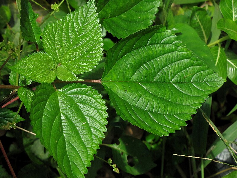 File:Tragia-involucrata-from-Koovery.jpg