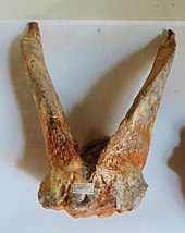 Fossile de Tragoportax amalthea, nommé en référence à la chèvre Amalthée.