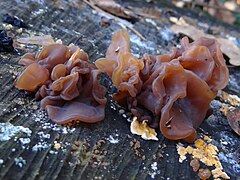 Description de l'image Tremella foliacea BM 6.jpg.