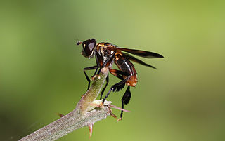 <i>Galactomyia</i> Subgenus of flies