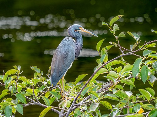 Tricolored heron, Green Cay wetlands