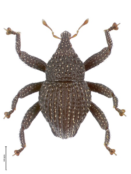 File:Trigonopterus seriatus holotype - ZooKeys-467-078.tif