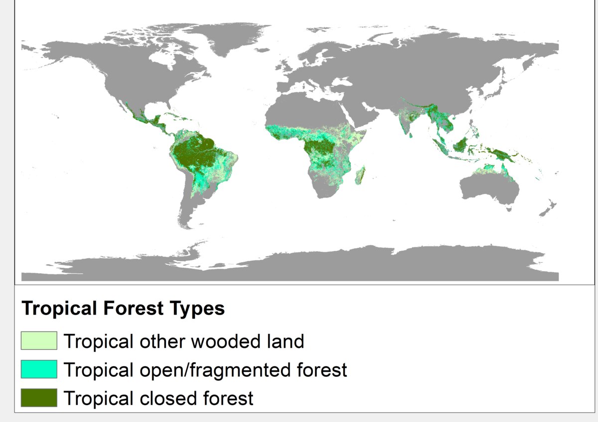 Bosque tropical - Wikipedia, la enciclopedia libre