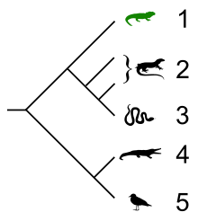 Cladogramme montrant la parenté entre les diapsides[40]. Légende :
1. Sphénodons.
2. Lézards.
3. Serpents.
4. Crocodiles.
5. Oiseaux.Les lézards constituent un groupe polyphylétique. La longueur des branches n'indique pas l'échelle des temps.