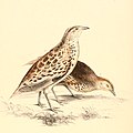 Turnix sylvaticus lepurana 1838.jpg