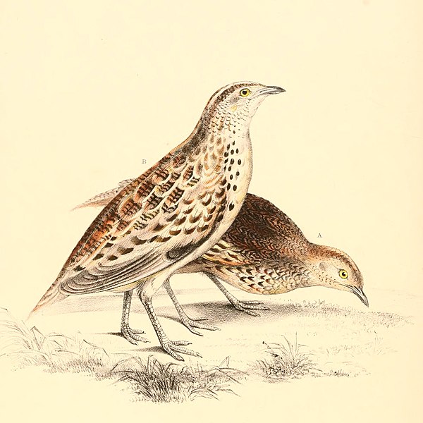 File:Turnix sylvaticus lepurana 1838.jpg