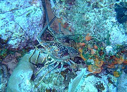 Spiny Lobsters are still common enough on both Inner and Outer Reefs. They may often be seen in pairs.