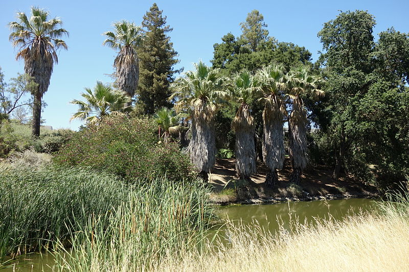File:UC Davis Arboretum - DSC03407.JPG