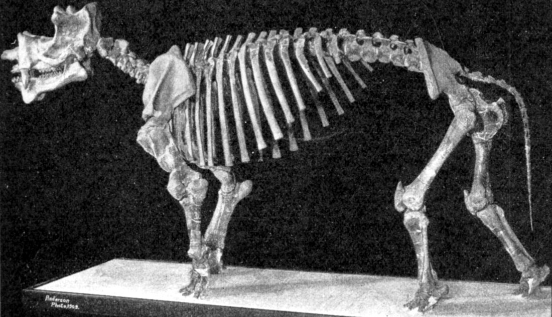 Uintatherium