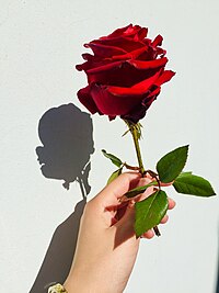 Une fleur rouge Algerie