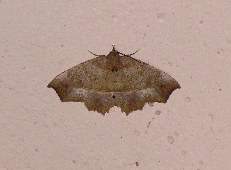File:Unidentified moth 6307.jpg