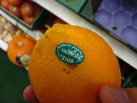 Апельсин википедия. Апельсин сорт Валенсия. Апельсины ЮАР. Фирма апельсин. Апельсин Лараха.