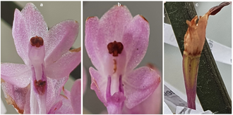 This file shows the changes of a Vanda christensoniana flower after pollination. Three developmental stages are shown. The first shows a fully open flower with an open stigmatic cavity (a), the second shows a pollinated flower with swollen column and a closed stigmatic cavity (b) and the third shows a developing capsule fruit and wilted sepals, petals and labellum (c). Vanda christensoniana exhibiting post pollination changes.png