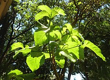 Vangueria cyanescens, Loof, Manie van der Schijff BT, a.jpg