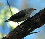 Daphoenositta chrysoptera