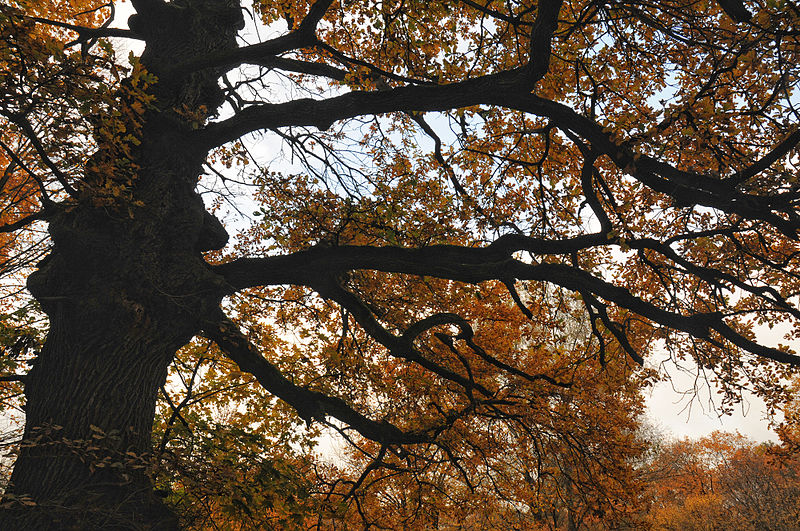 File:Venerable oaks.JPG
