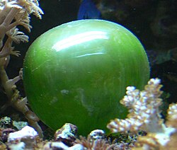 Ventricaria ventricosa.JPG