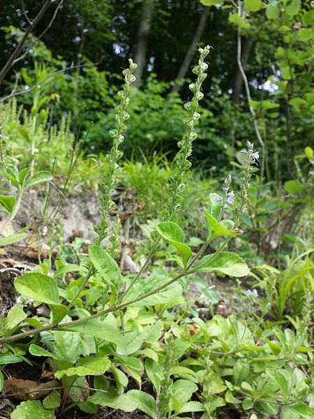 File:Veronica officinalis sl3.jpg