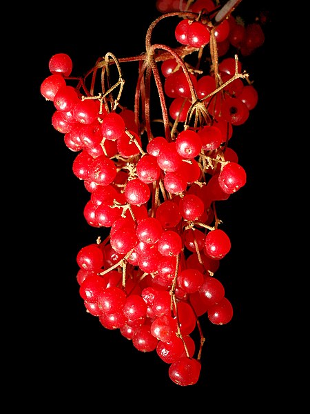 File:Viburnum Betulifolium Fruits.jpg