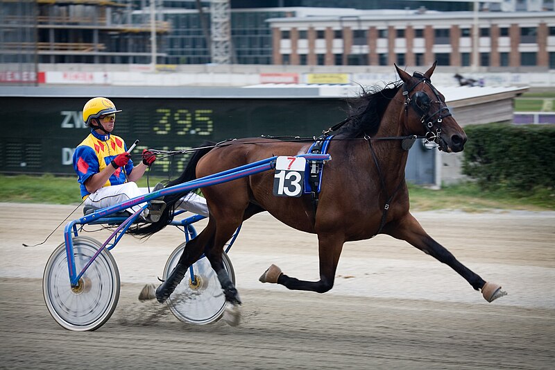 File:Vienna - Trotting racer at the Krieau - 6608.jpg