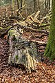 * Nomination Vierhouterbos (Staatsbosbeheer). Natural forest near Vierhouten. (fallen birch)--Agnes Monkelbaan 04:27, 17 April 2023 (UTC) * Promotion  Support Good quality. --SHB2000 04:31, 17 April 2023 (UTC)